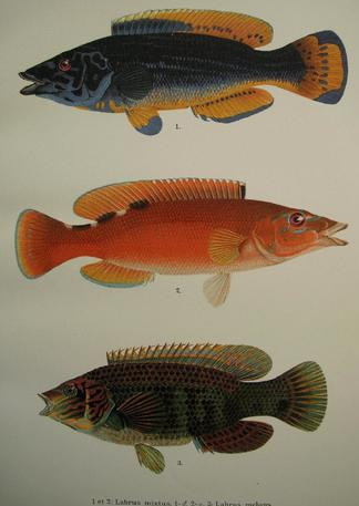 poissons