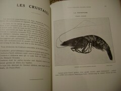 les-crustaces